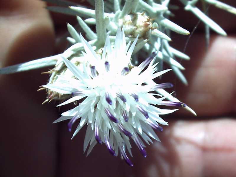 Centaurea horrida / Fiordaliso spinoso